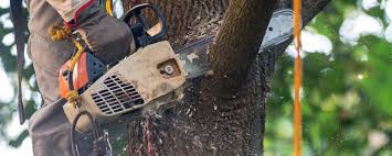 Best Commercial Tree Services  in Porters Neck, NC