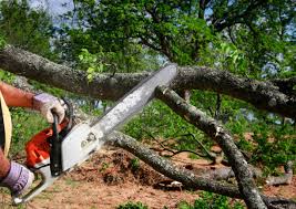 Best Tree Risk Assessment  in Porters Neck, NC