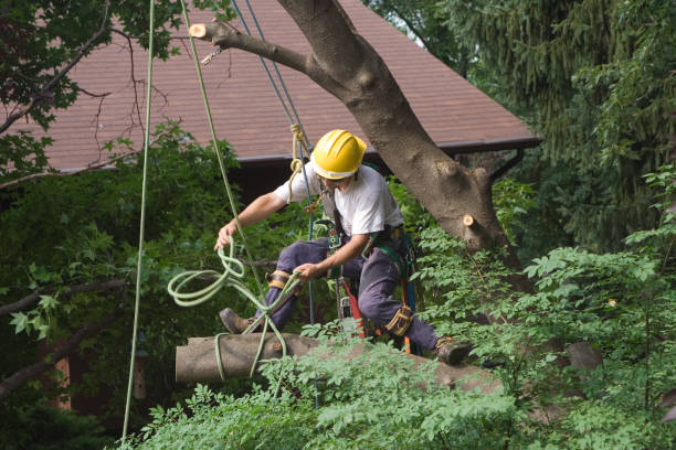 Best Tree and Shrub Care  in Porters Neck, NC