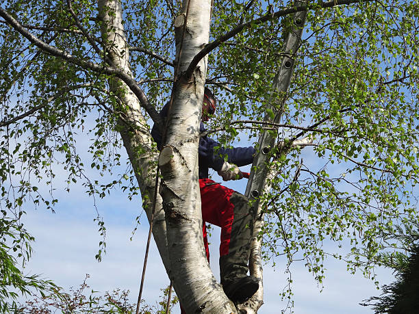 Mulching Services in Porters Neck, NC