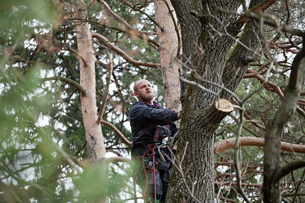Best Tree Cabling and Bracing  in Porters Neck, NC